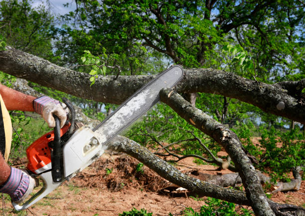 How Our Tree Care Process Works  in  Stratmoor, CO